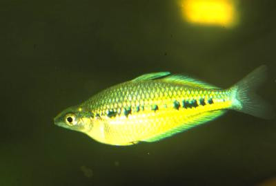 Glossolepis maculosus - Gefleckter Regenbogenfisch