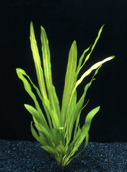 Echinodorus uruguayensis - Schmalblättrige Schwertpflanze, Topf