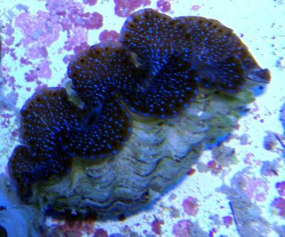 Tridacna maxima - Mördermuschel, color 5-6 cm (E 00946/18)