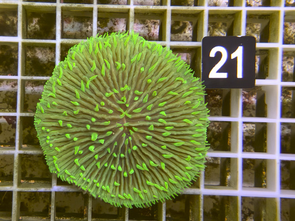 Fungia spec. green (21)