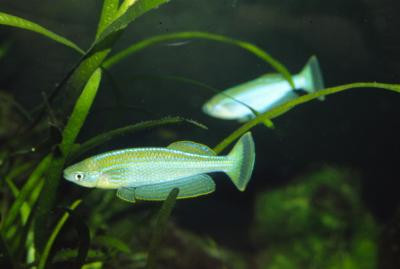 Lamprichthys tanganicanus - Großer Tanganjika-Leuchtaugenfisch