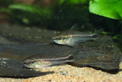 Corydoras pygmaeus - Zwergpanzerwels