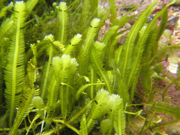 Caulerpa taxifolia - Algen