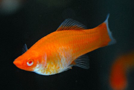 Xiphophorus hellerii - Kohaku, Rot-Weiß