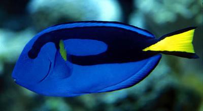 Paracanthurus hepatus - Paletten-Doktorfisch