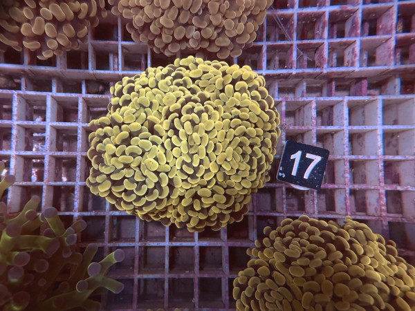 Euphyllia paraancora gold (17)