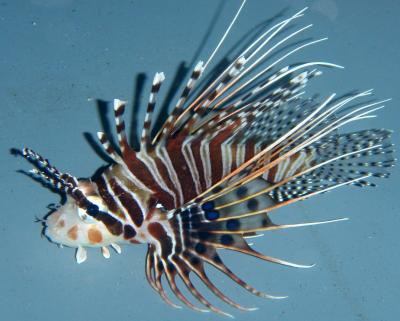 Pterois antennata - Antennenfeuerfisch