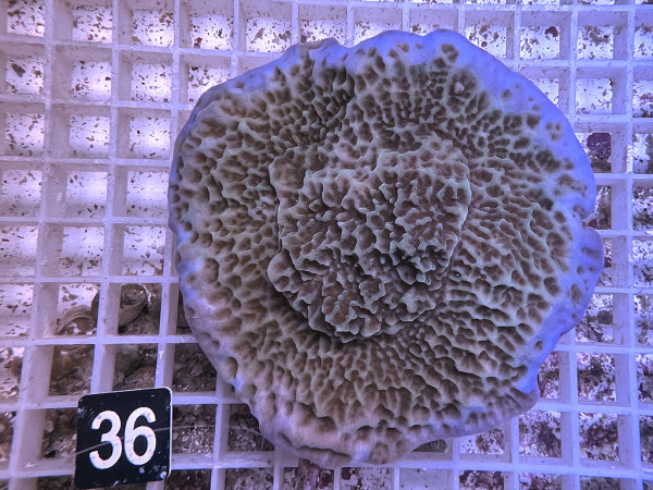 Montipora undata - Montipora purple Rim (36)