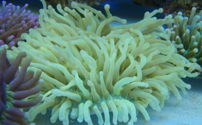 Heliofungia actiniformis - Anemonen-Pilzkoralle, pink (E 01444/18)