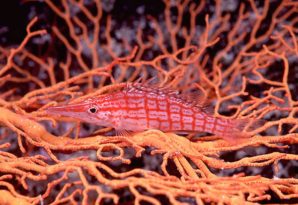 Oxycirrhites typus - langschnäuziger Korallenwächter