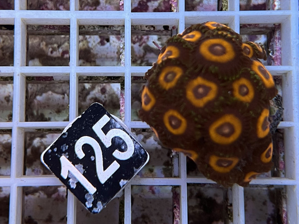 Zoanthus spec. - kleine Krustenanemonen Frag (125)