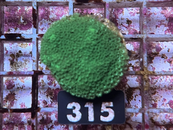 Montipora spec. green Frag (315)