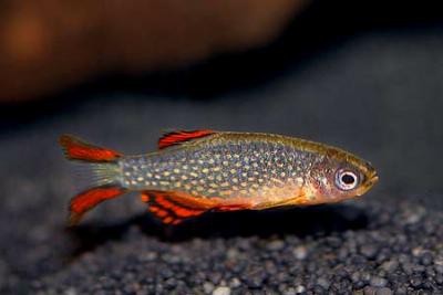 Danio magaritatus - Perlhuhnbärbling