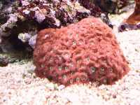 Blastomussa merleti - Blastomussa (E 00908/18) Blastomussa merleti - Blastomussa (E 00908/18)