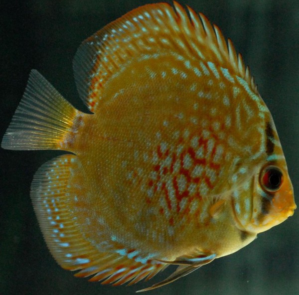 Symphysodon aequifasciatus - Diskus Solid Red Royal Blue 7-8 cm
