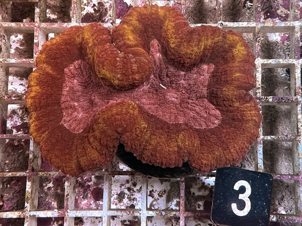 Symphyllia spec. - Hirnkoralle ultra (3)
