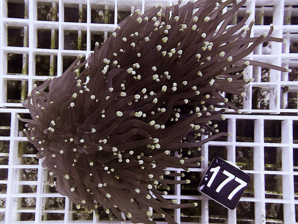 Euphyllia glabrescens black torch yellow tip (177)