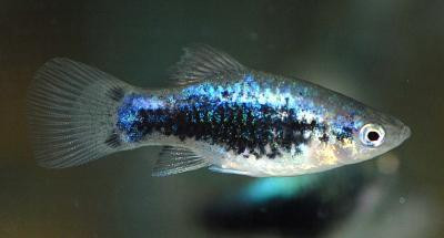 Xiphophorus maculatus - Tuxedo Platy, blau