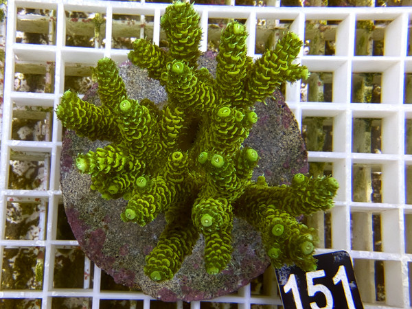 Acropora millepora (151)