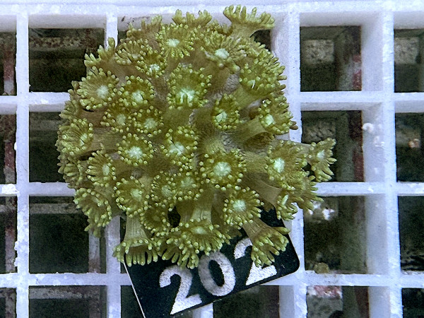 Goniopora spec. frag (202)
