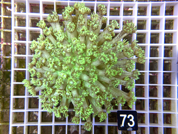 Goniopora spec. neon (73)