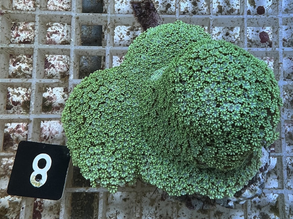 Goniopora spec. (8)