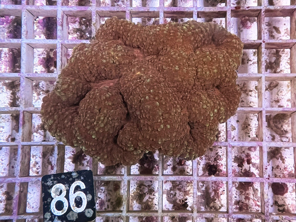 Lobophyllia spec. - Hirnkoralle (86)