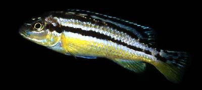 Melanochromis auratus - Türkisgoldbarsch