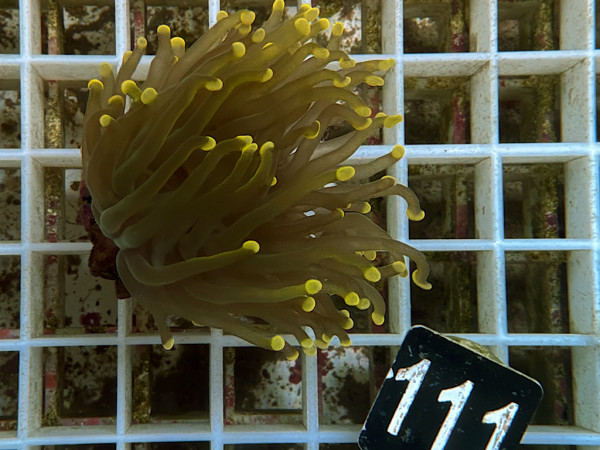 Euphyllia glabrescens Einzelpolyp (111)