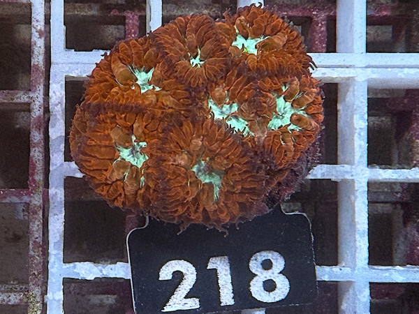 Blastomussa merleti frag (218)