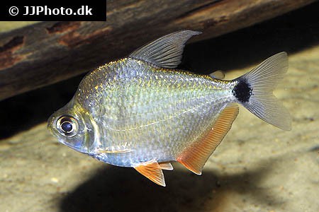 Tetragonopterus argenteus - Rotflossen-Schillersalmler WF 5-6cm