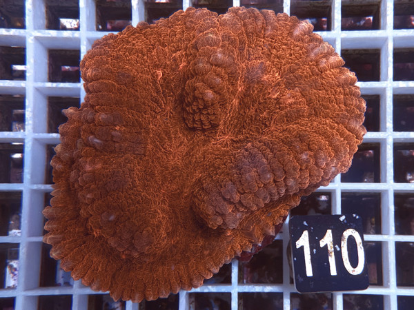 Symphyllia spec. (110)