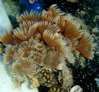 Bispira brunnea - Röhrenwurmbund Bispira brunnea - Röhrenwurmbund