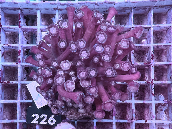 Goniopora spec. purple (226)