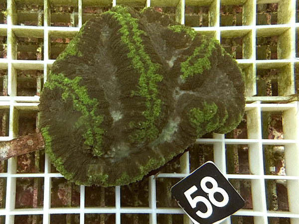 Symphyllia spec. (58)