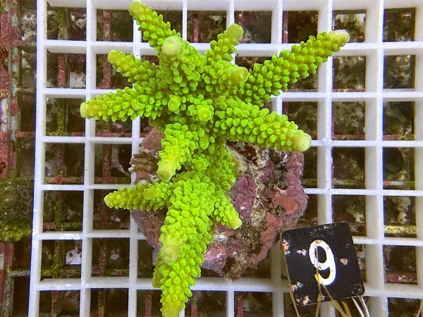 Acropora formosa (9)