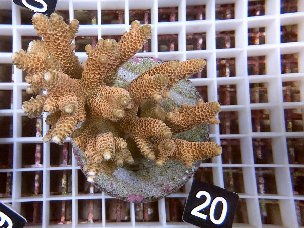 Acropora millepora (20)