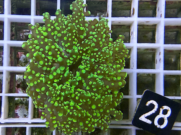 Euphyllia yaeyamaensis grün Einzelpolyp (28)