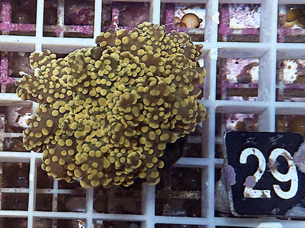 Euphyllia yaeyamaensis gold Einzelpolyp (29)