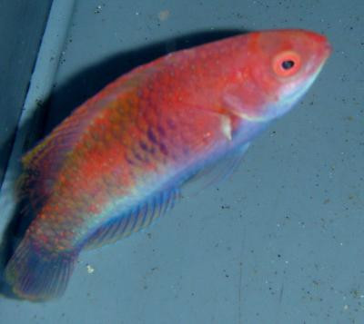 Cirrhilabrus aquamarinus - Türkis-Zwerglippfisch. Weibchen