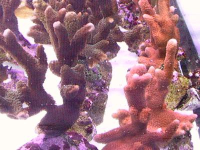 Montipora spec. - Montipora, Ableger (4-6cm), farbig
