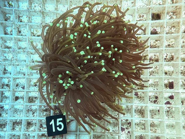 Euphyllia glabrescens Indo Golden Torch (15)
