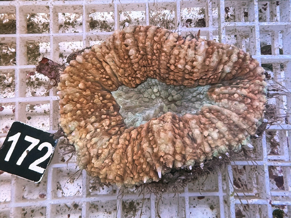 Lobophyllia spec. - Hirnkoralle ultra (172)