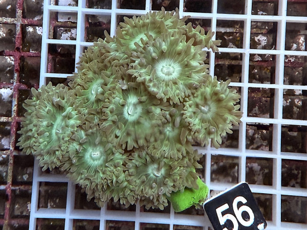 Duncanopsammia axifuga - Duncanopsammia (56)