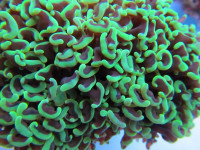 Euphyllia ancora - Hammerkoralle grün (E 01109/18) Euphyllia ancora - Hammerkoralle grün (E 01109/18)