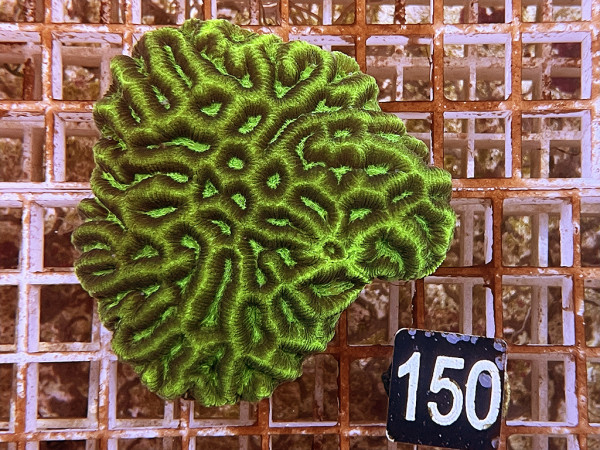 Favites spec. (150)