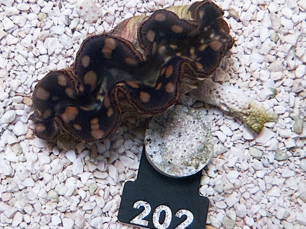 Tridacna maxima 6 cm (202)