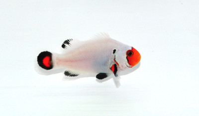 Amphiprion ocellaris - White NZ