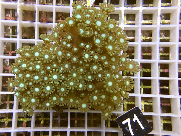 Alveopora spec. - bicolor (71)