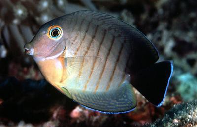 Acanthurus tristis - Ind. Mimikry-Doktorfisch (C.eibli-Mimikry)